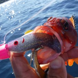 カヤックフィッシング