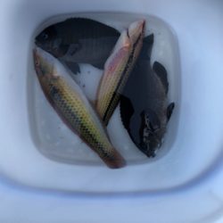 のんびりウキ釣り