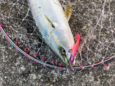 台風後は調子良かったです