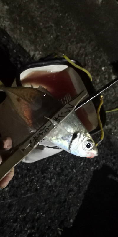 アジング練習 38