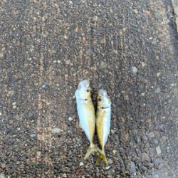 アオリ！アジ！