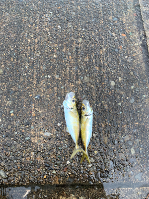 アオリ！アジ！