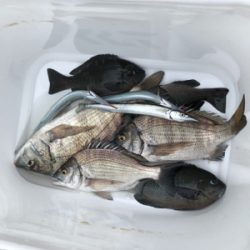 フカセでチヌ＆グレ