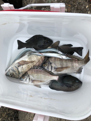 フカセでチヌ＆グレ
