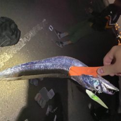 台風後、青物もタチウオも活性高