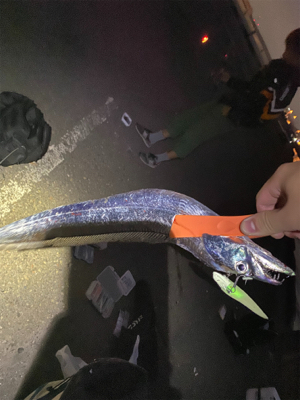 台風後、青物もタチウオも活性高