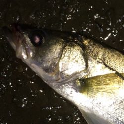 雨の後は調子が上がってきました。