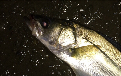 雨の後は調子が上がってきました。