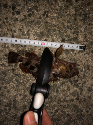 連休合間のアジング♫