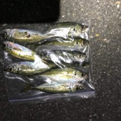 ちょっと大きくなってきた