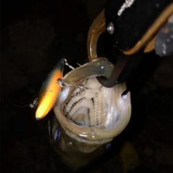 ハーモニカ喰い