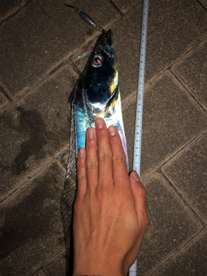 タチウオぱらぱらしかおらず、、、。