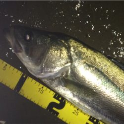 ナイスサイズのファイター