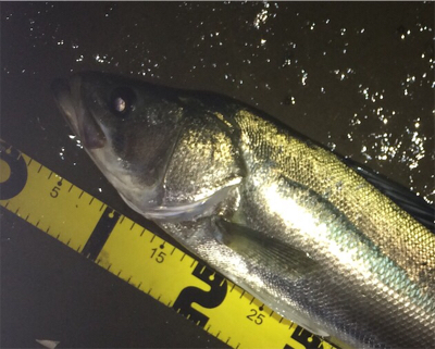 ナイスサイズのファイター