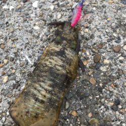 釣行30分で良型アオリ2杯GET *\(^o^)/*