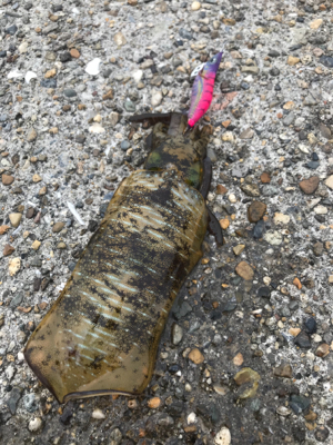 釣行30分で良型アオリ2杯GET *\(^o^)/*