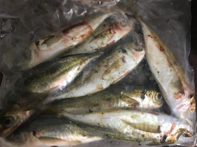 満月アジング…