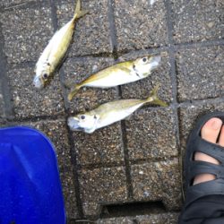大きなアジが釣れた