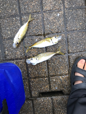 大きなアジが釣れた