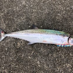 4目達成！満足釣行！