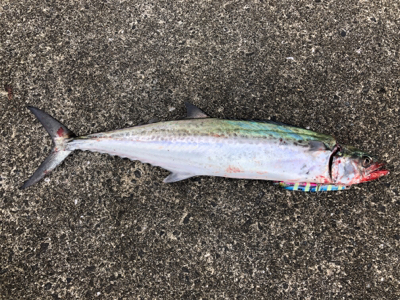 4目達成！満足釣行！