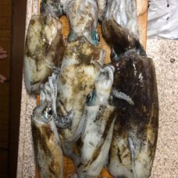 ティップランで数釣り