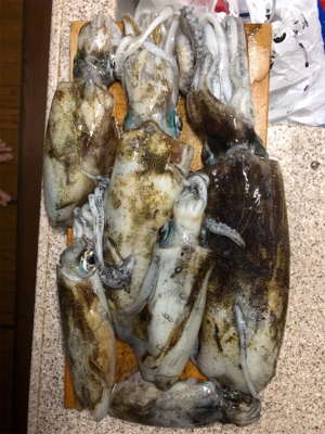 ティップランで数釣り