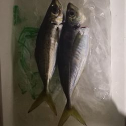 アジング練習 40