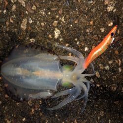 小雨の中エギング