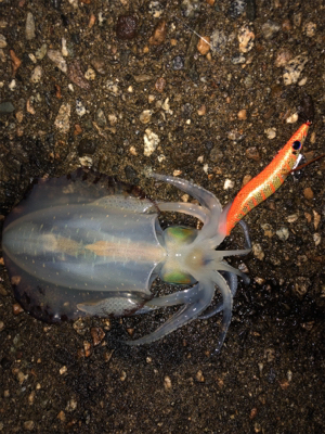 小雨の中エギング