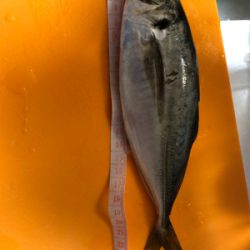 アジング 良型連発