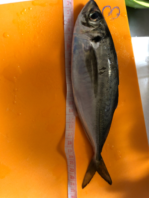 アジング 良型連発