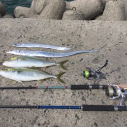 タチウオ ハマチ