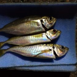 アジング練習 41