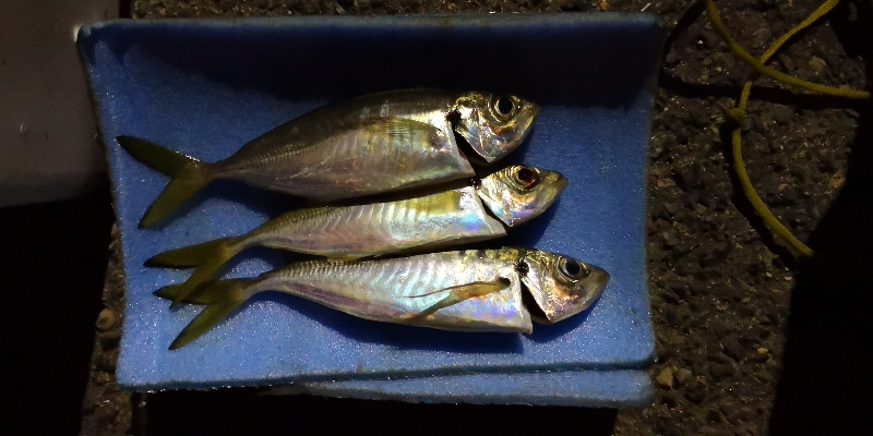 アジング練習 41