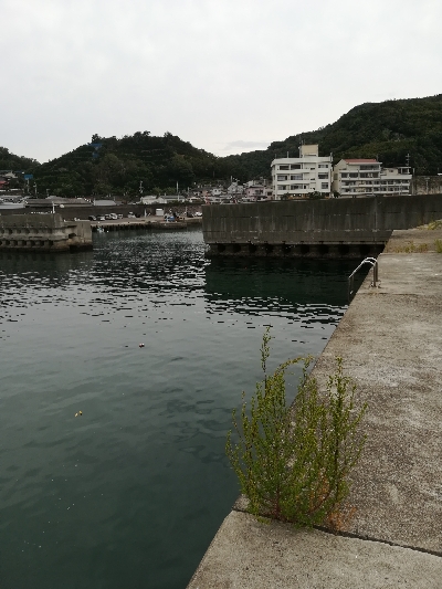 アオリイカ・メッキ・チャリコ