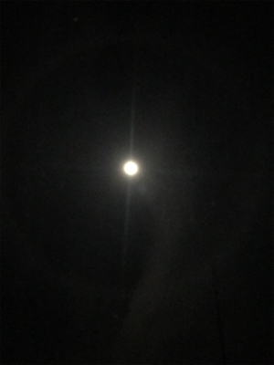 安物エギでもアオリGET (^^)