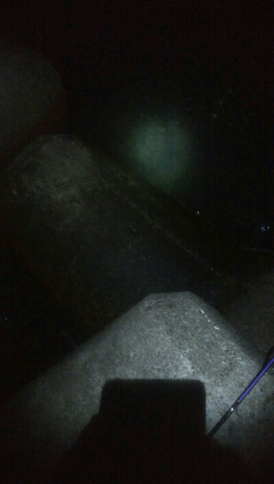 アオリイカ4杯 バラシ2杯！