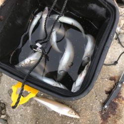 久しぶりに夫婦でキス釣り(^｡^)