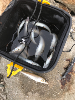 久しぶりに夫婦でキス釣り(^｡^)