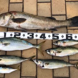 ポーアイ沖　釣果ぼちぼちも渋め