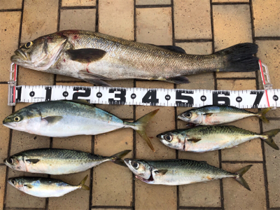 ポーアイ沖　釣果ぼちぼちも渋め