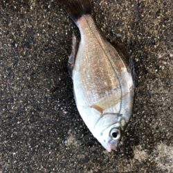 息子とサビキ釣り