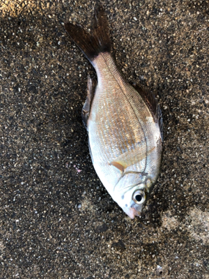 息子とサビキ釣り