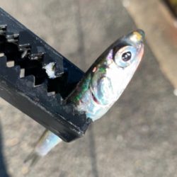 霞埠頭 ウール岸壁にて。