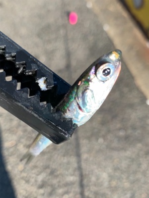 霞埠頭 ウール岸壁にて。