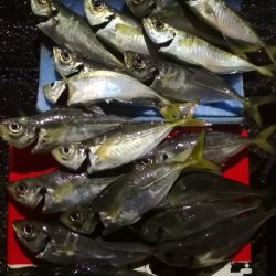 アジング練習 42