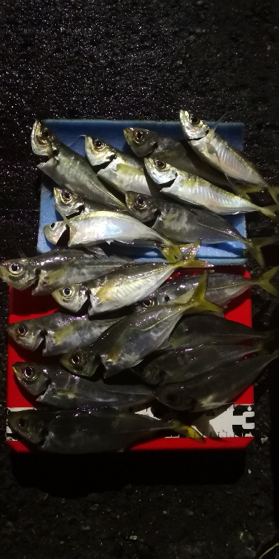 アジング練習 42