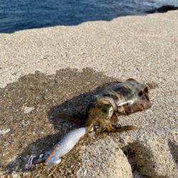 淡路島東側ランガン