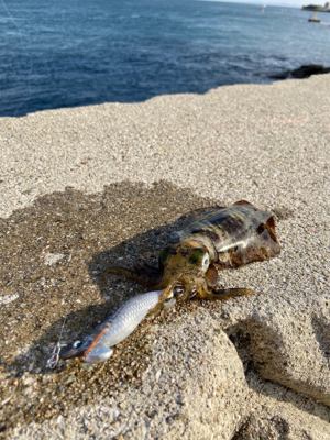 淡路島東側ランガン